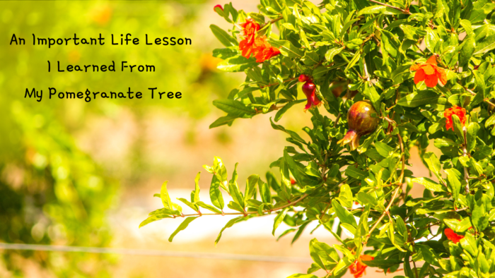 An Important Life Lesson I Learned From My Pomegranate Tree