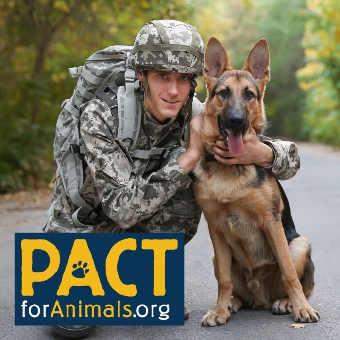 PACT for animals